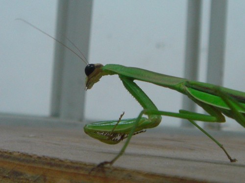 guardian-in-the-room guardian-in-the-room